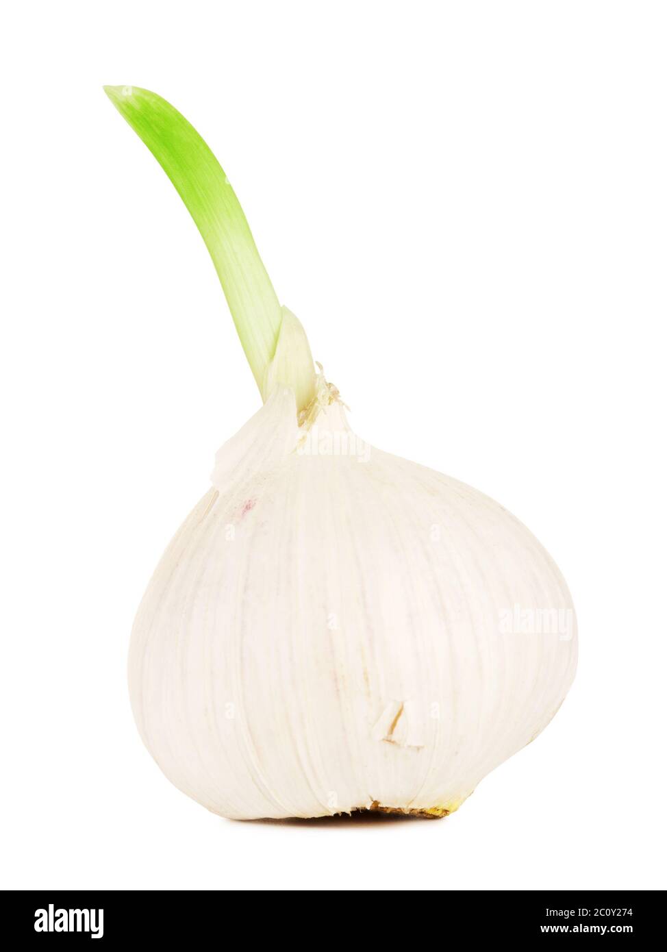 Garlic With Green Sprout Stock Photo Alamy