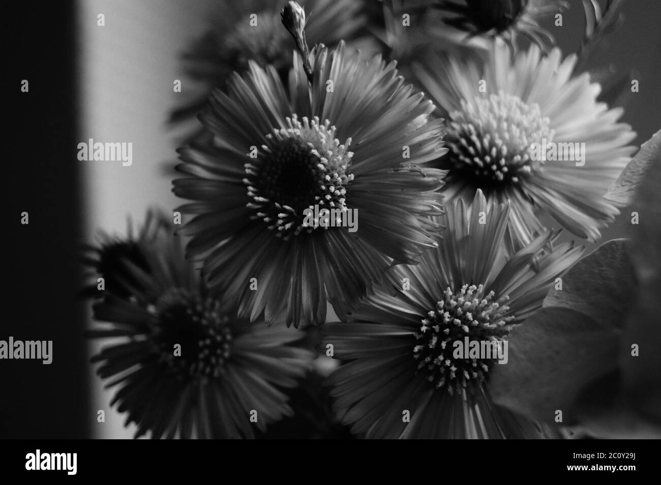 A close up of flowers, sad depressed black and white  Stock Photo