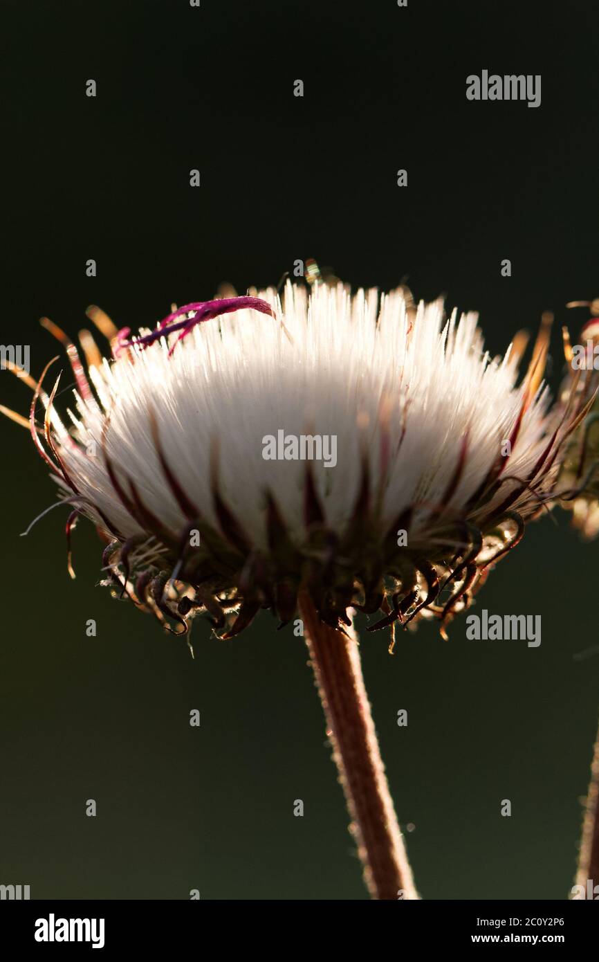 Dandelion seeds blowing away in the wind Stock Photo Alamy