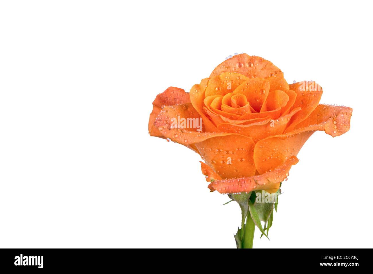 Orange rose over white background Stock Photo Alamy