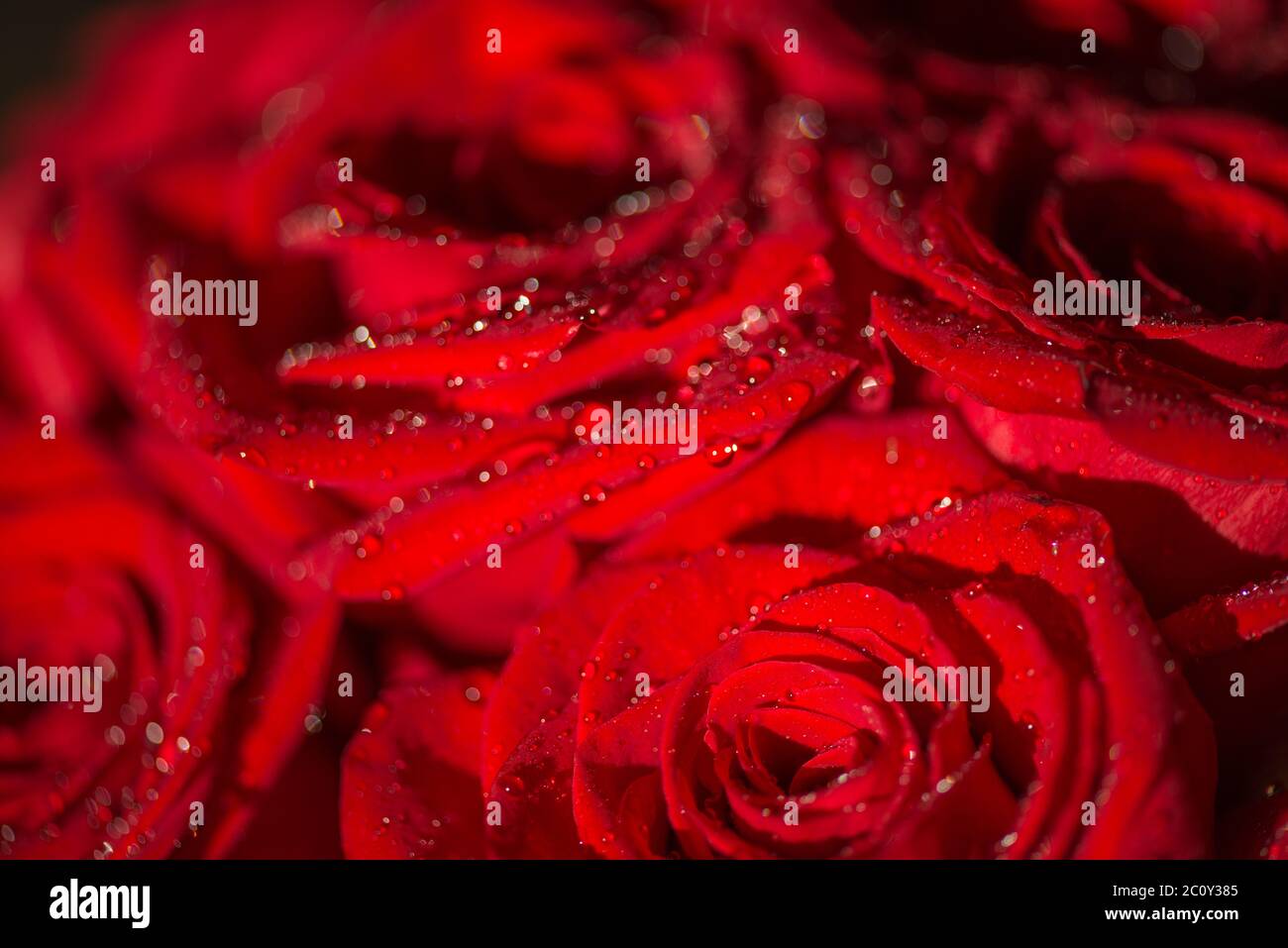 Macro photo of a rose with water droplets Stock Photo - Alamy