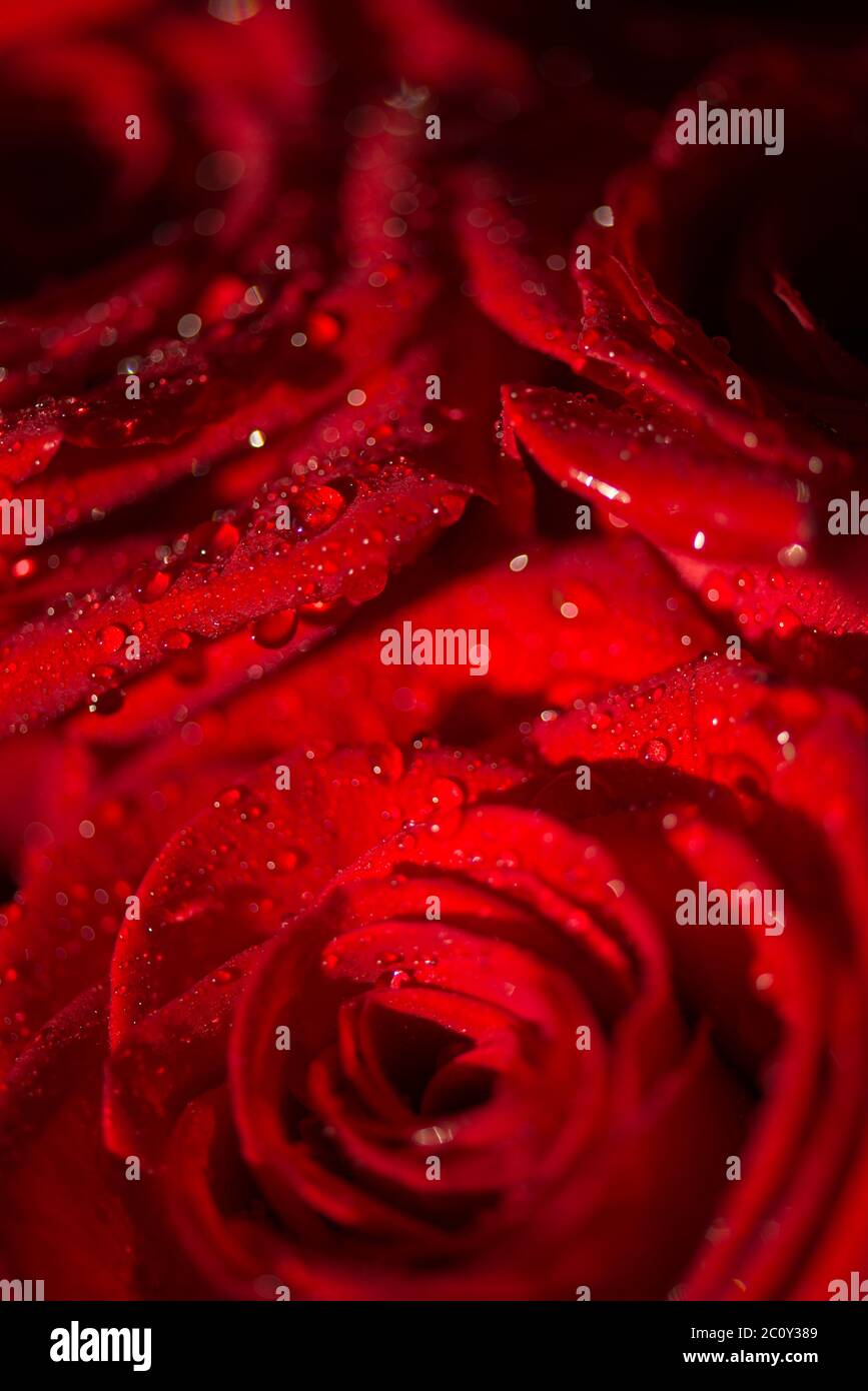 Macro photo of a rose with water droplets Stock Photo - Alamy
