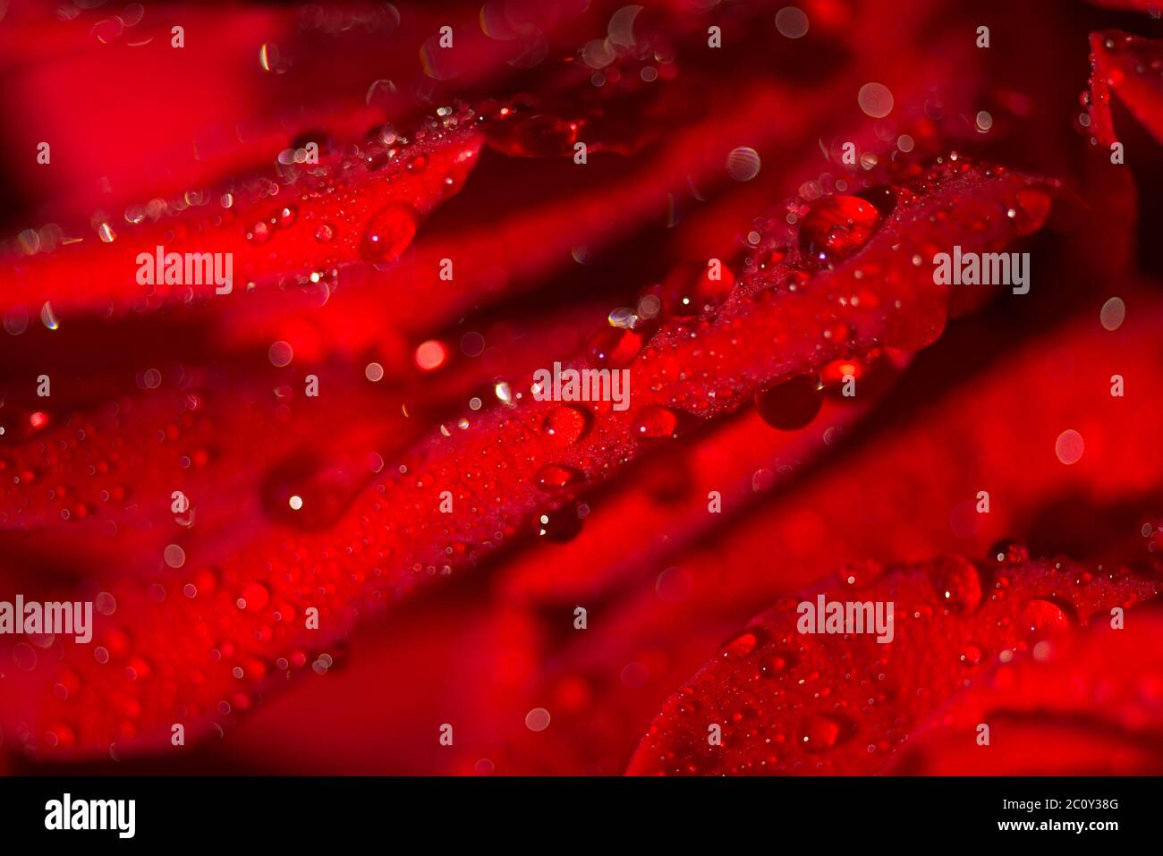 Macro photo of a rose with water droplets Stock Photo - Alamy