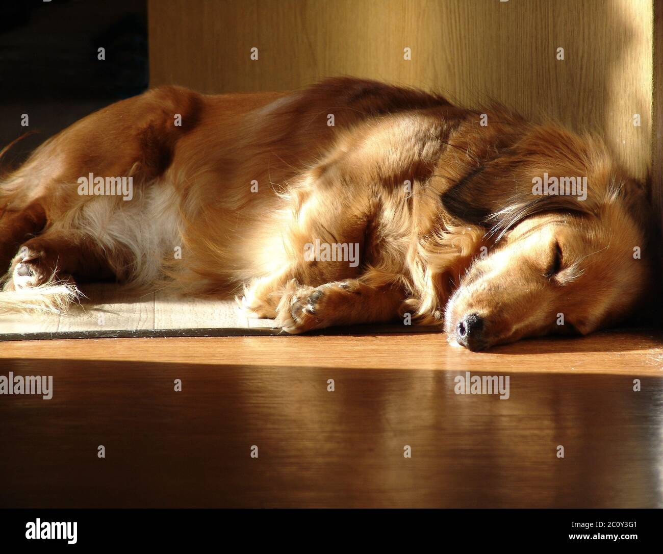 Sleeping dachshund Stock Photo