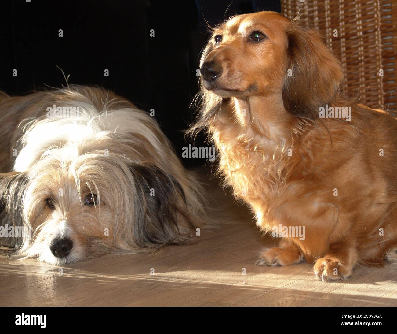 Mongrel dog and dachshund Stock Photo