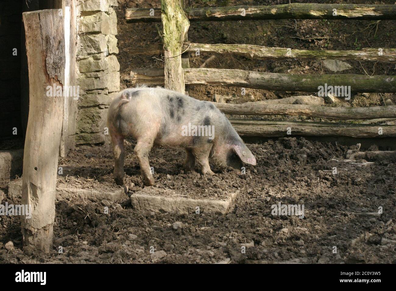 Spotted domestic pig Stock Photo