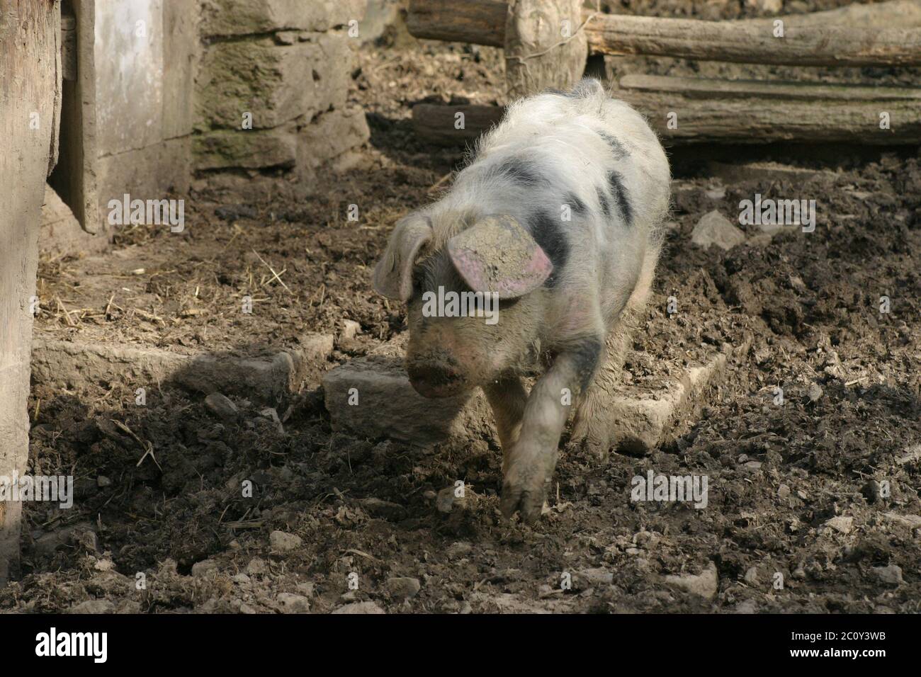 Spotted domestic pig Stock Photo
