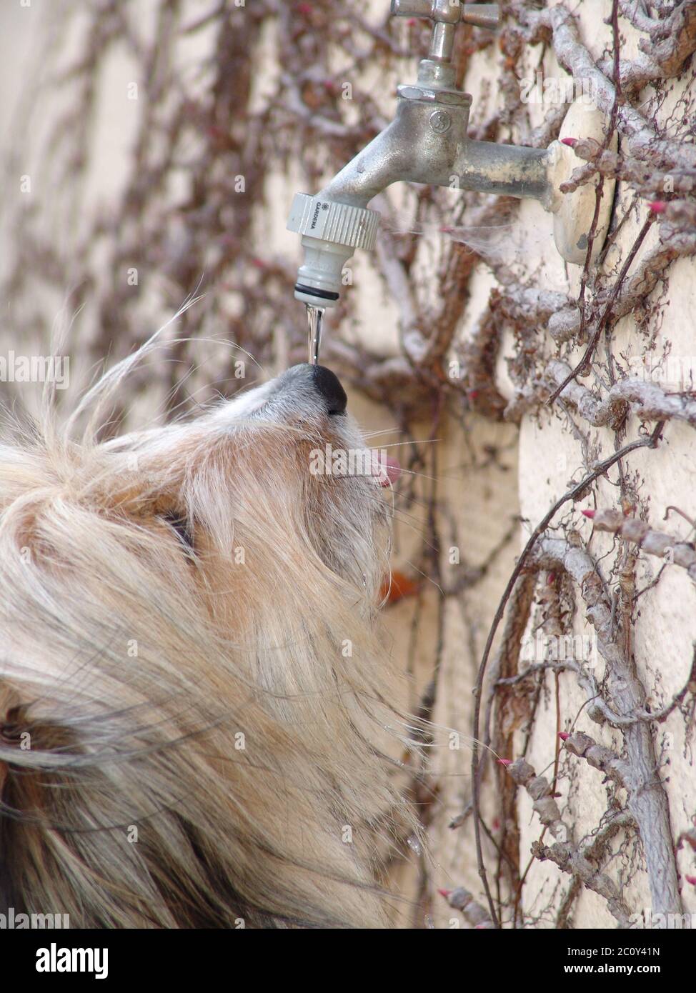 Drinking Dog Stock Photo