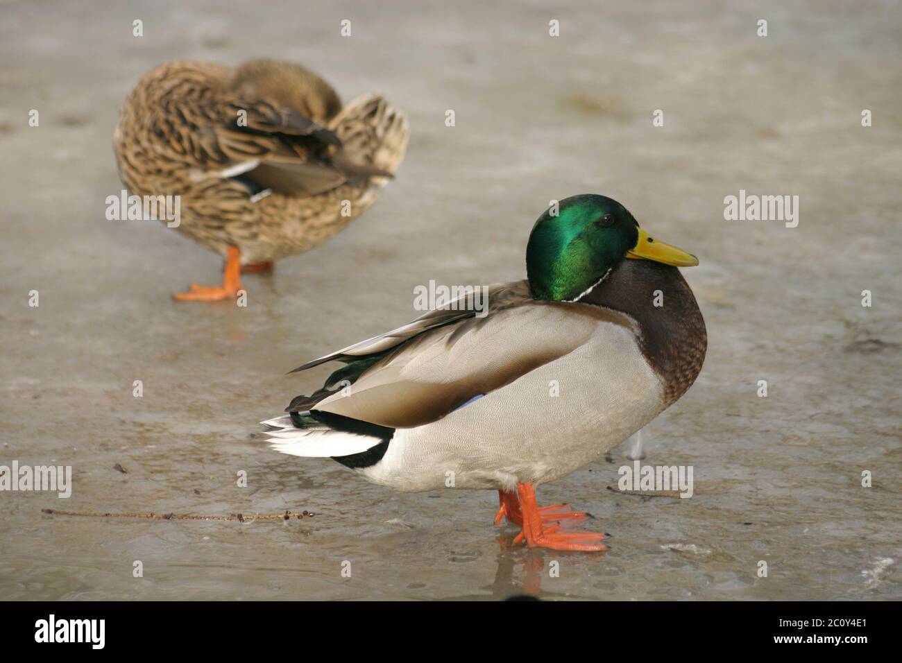mallard duck pair Stock Photo