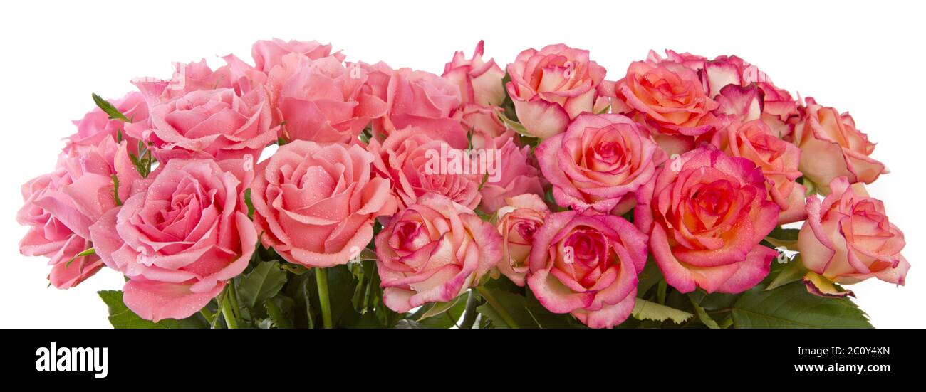 Pink roses isolated on white Stock Photo - Alamy
