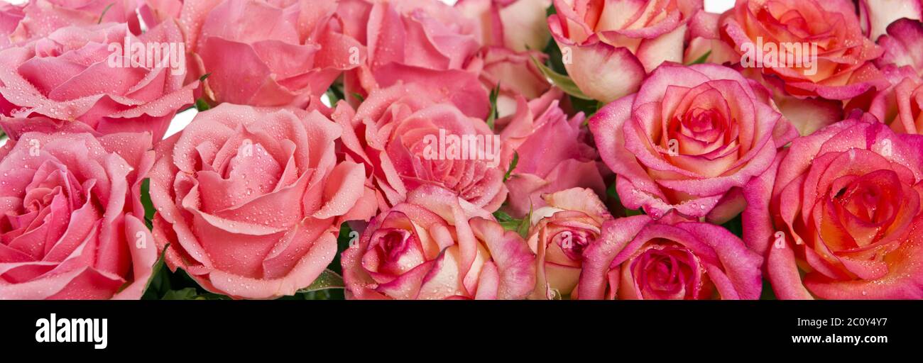 Pink roses background Stock Photo - Alamy