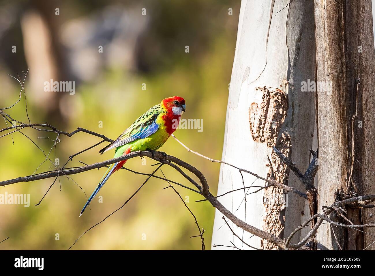 The Eastern Rosella (Platycercus eximius) is especially vividly coloured — red and yellow and blue and green and black. Stock Photo