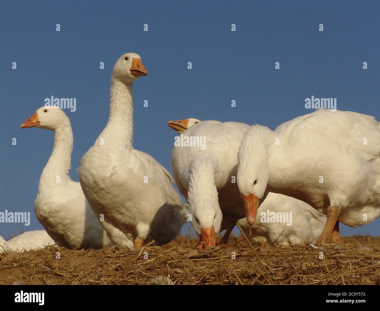 Free range domesticated geese hi-res stock photography and images - Alamy