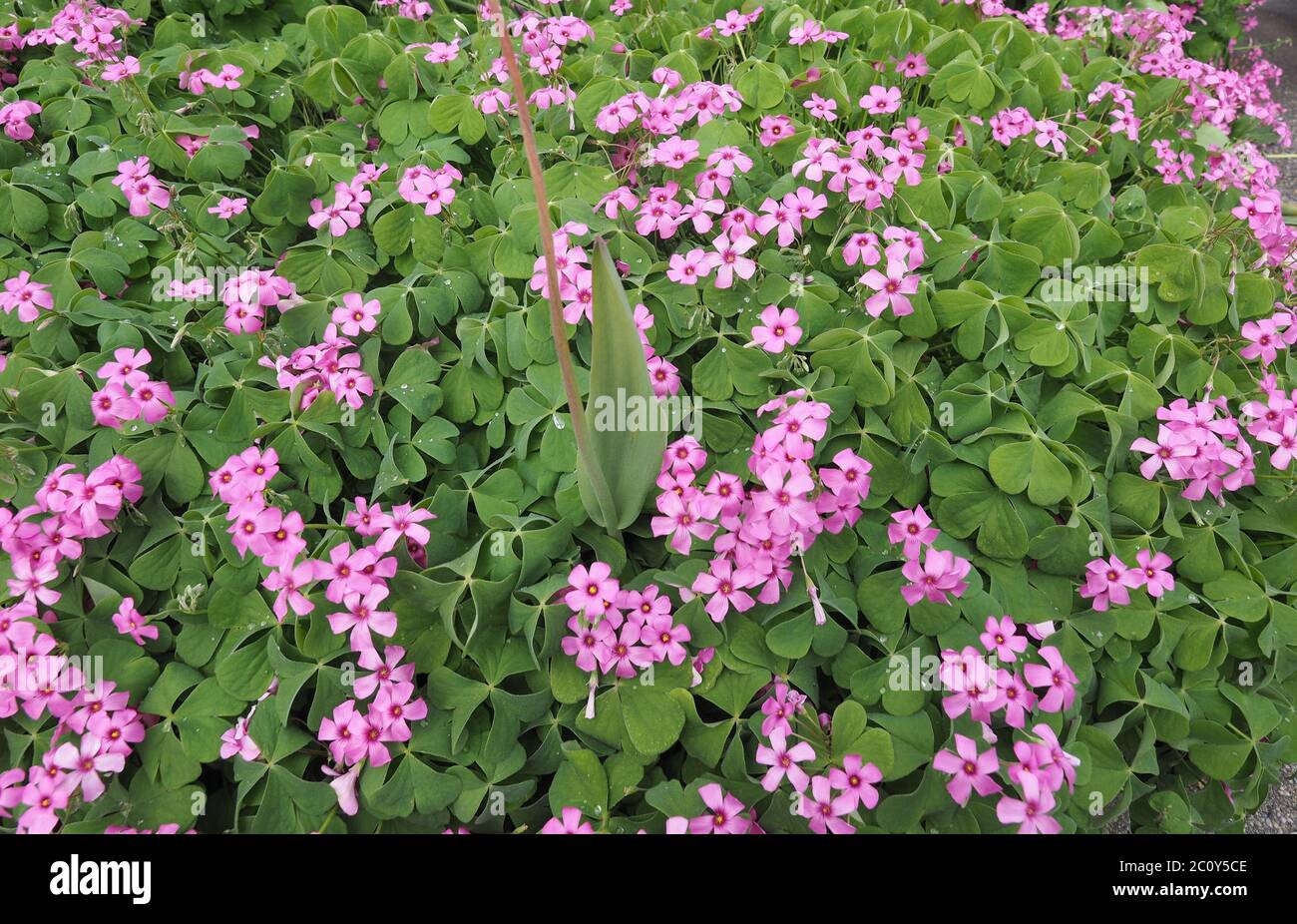 Violet Wood Sorrel Oxalis Violacea Stock Photo Alamy