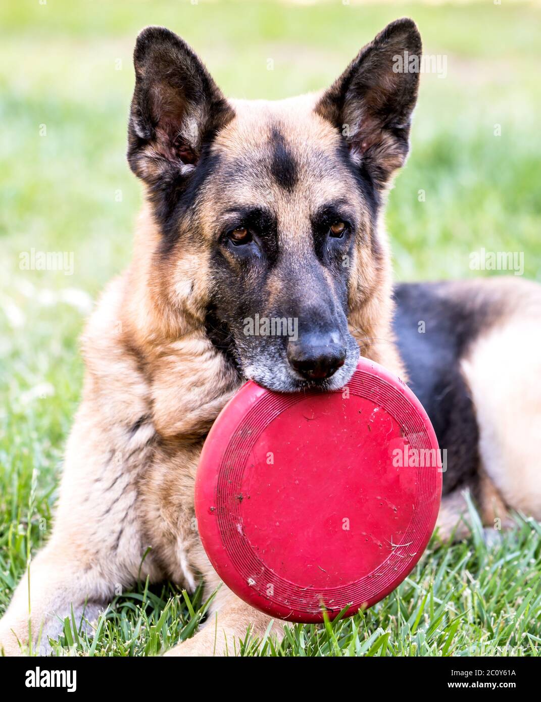 German shepherd frisbee hot sale