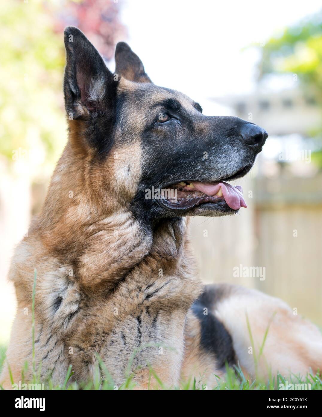 Senior German Shepherd Dog portrait laying in grass. Beautiful old dog with white muzzle Outdoor animal theme. Stock Photo