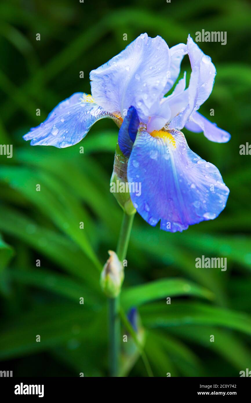 Bearded violet iris flower close up Stock Photo