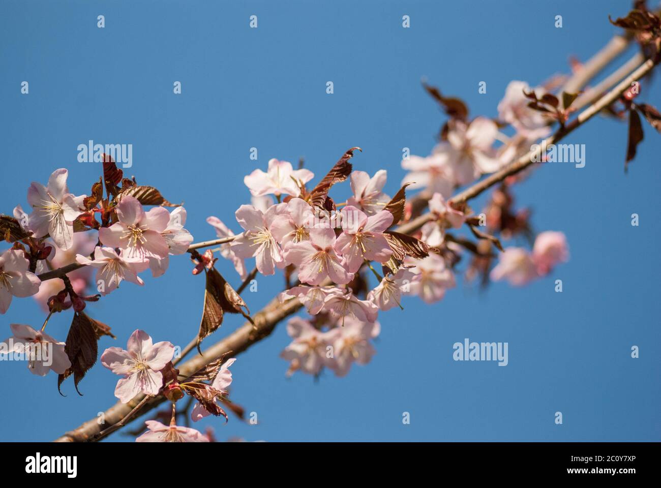 Cherry blossom or Sakura flower with blue sky Stock Photo - Alamy