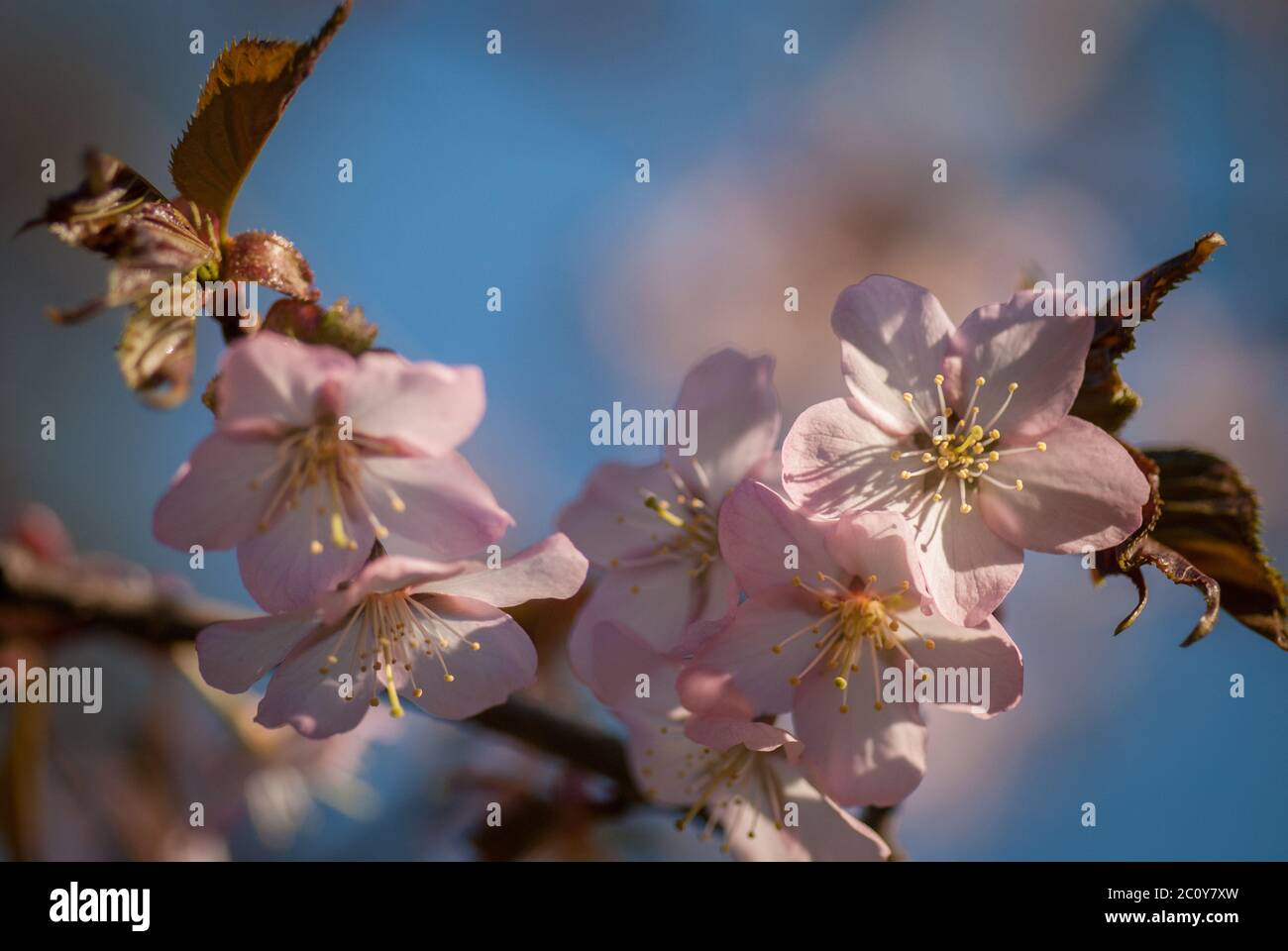 Cherry blossom or Sakura flower with blue sky Stock Photo - Alamy