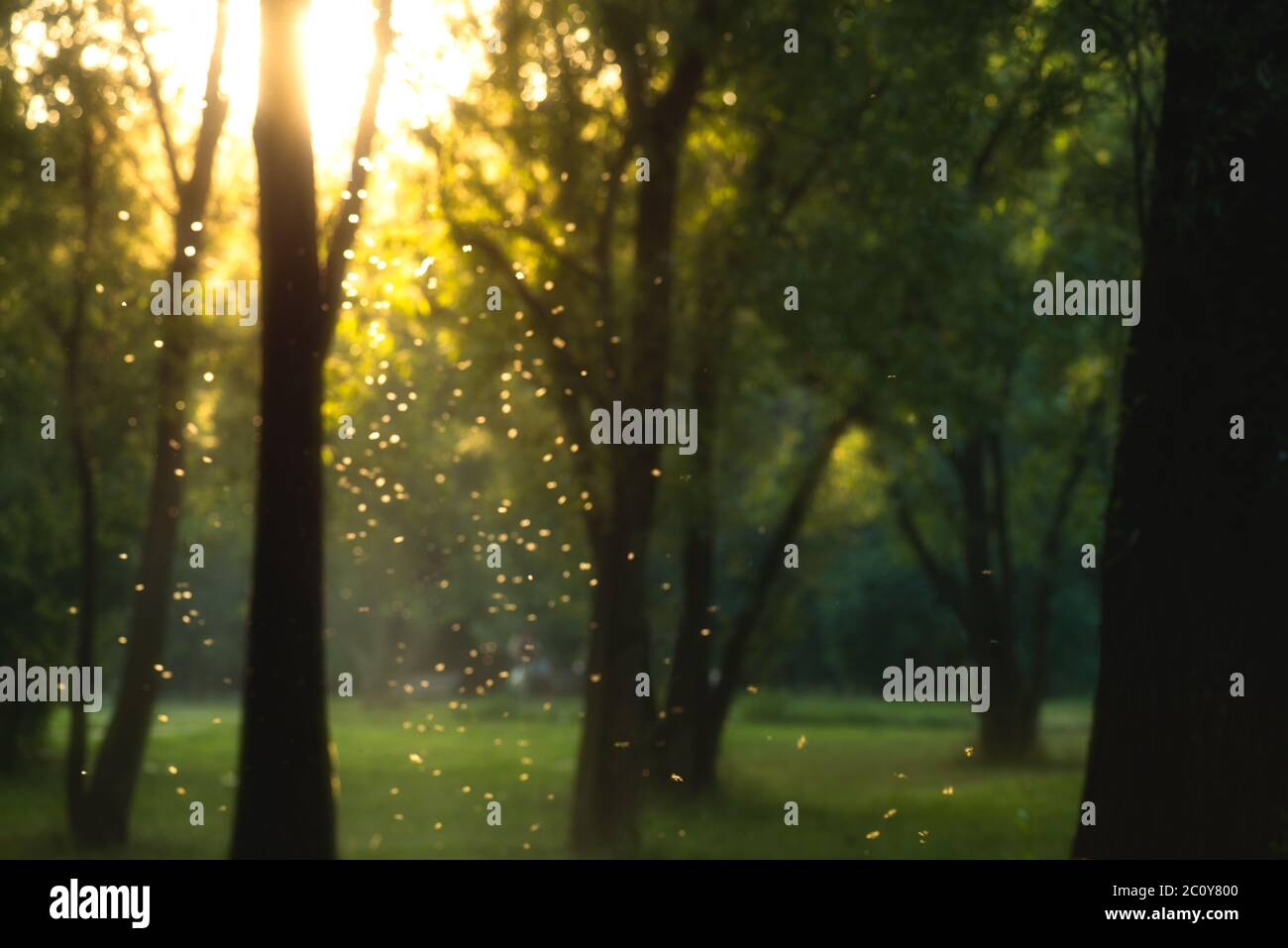 beautiful magical forest at sunset with sunlight and flying particles Stock Photo