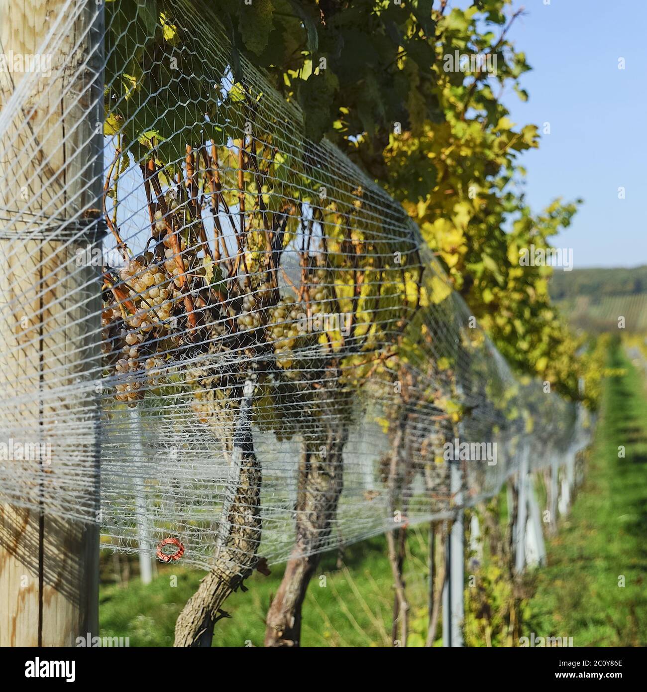 Bird netting on the grapes in the vineyard Stock Photo - Alamy
