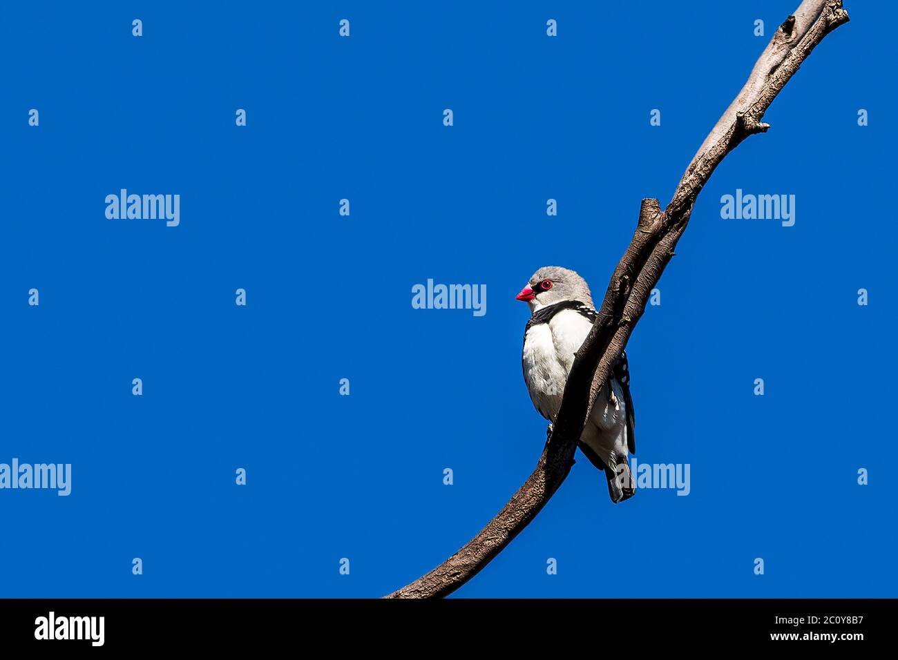 The Diamond Firetail (Stagonopleura guttata) is a small bird with a fiery red rump and tail feathers. Stock Photo