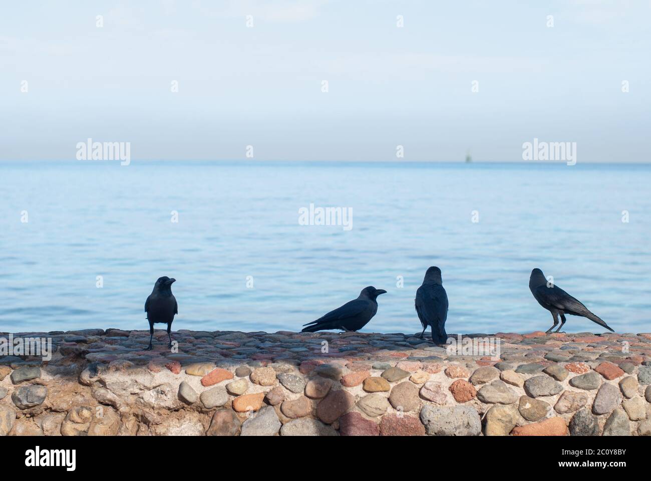 Black crows standing on the stone fence search of food on a blurred background of the sea Stock Photo