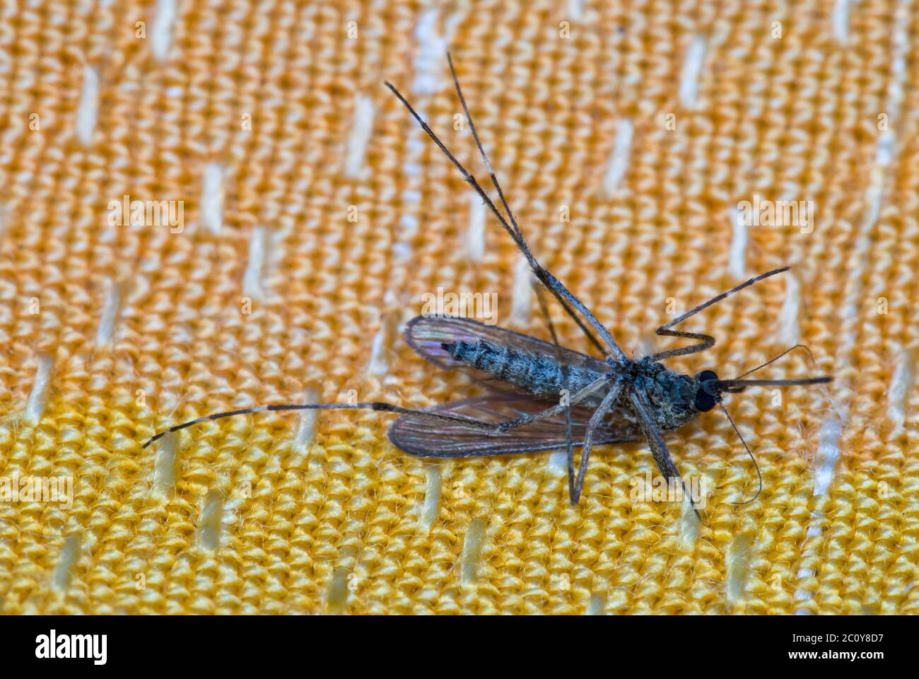 dead mosquito on orange fabric background laying on its back Stock Photo
