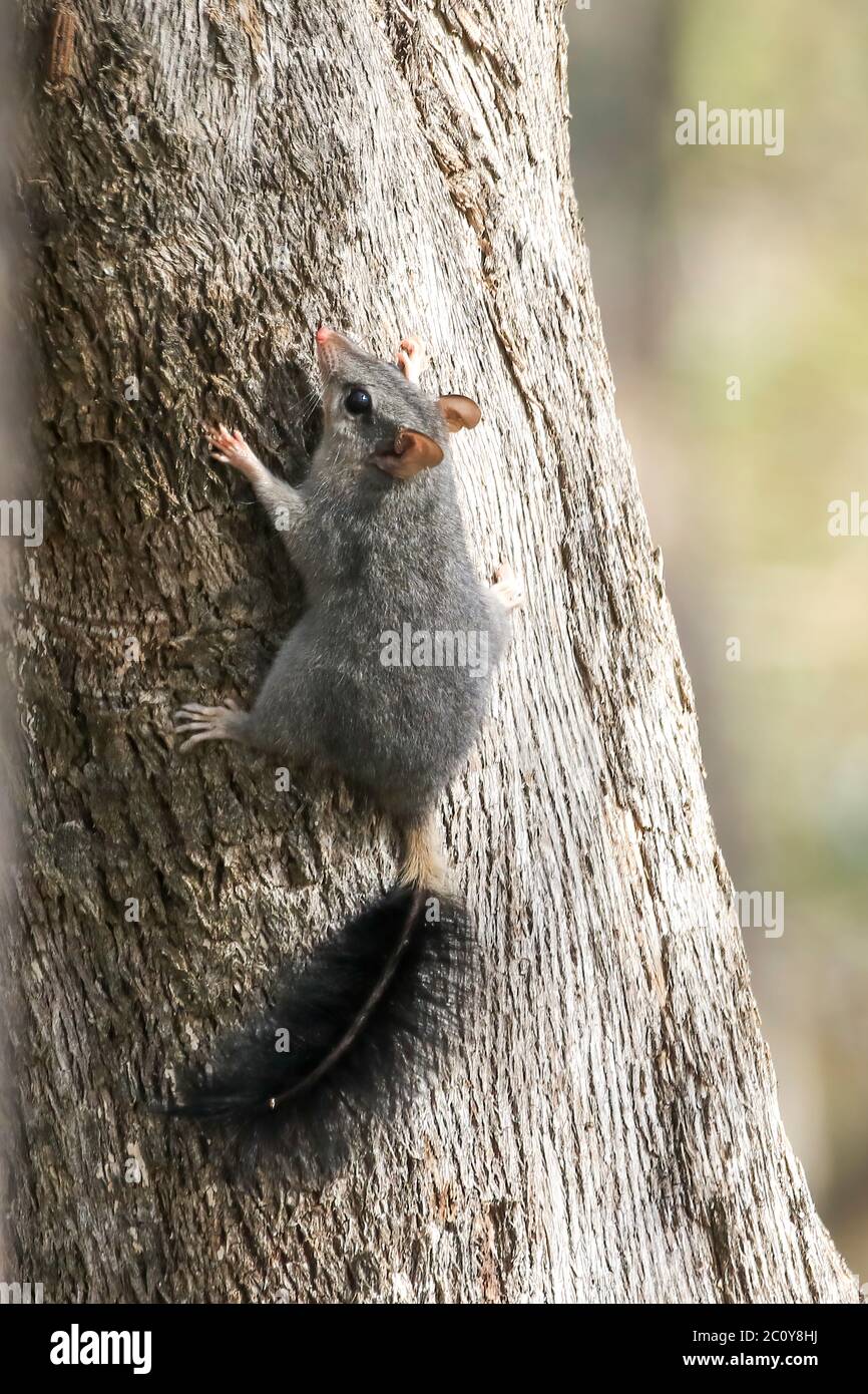 The Brush-tailed Phascogale (Phascogale tapoatafa) is a small carnivorous marsupial with a black bushy tail. Stock Photo