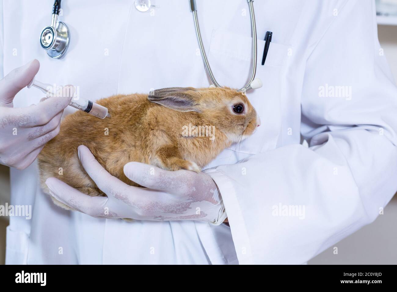 Close up on a vet doing a injection to a rabbit Stock Photo Alamy