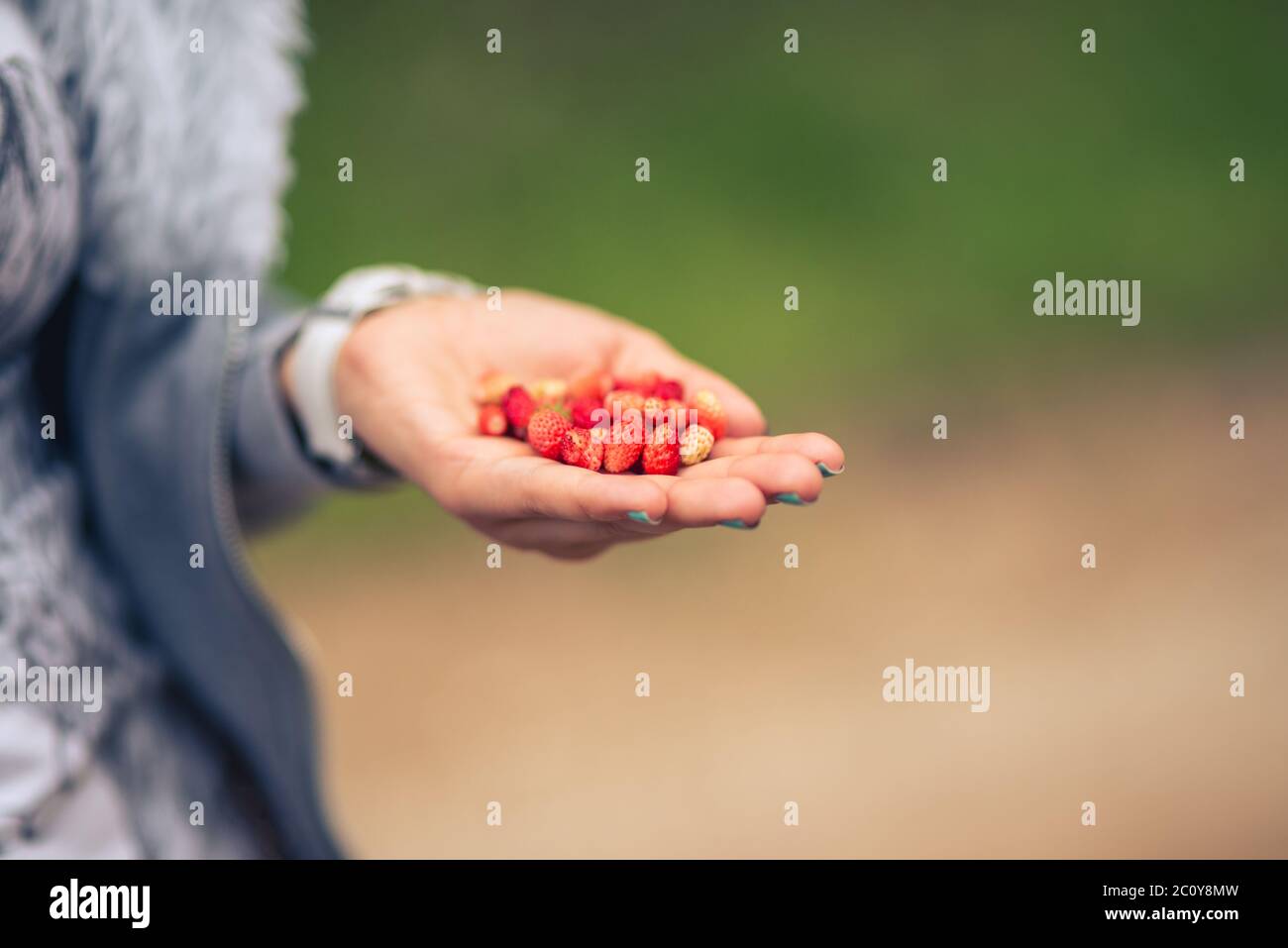 female hand holding a strawberry against blurred green background Stock ...