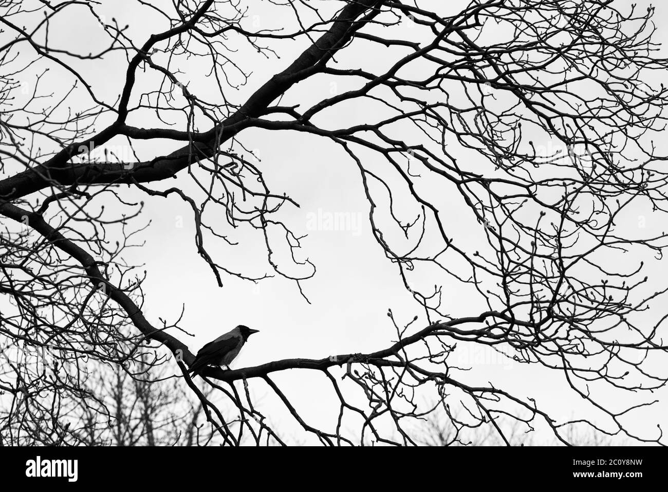 Crows  on tree branches. Black and white Stock Photo