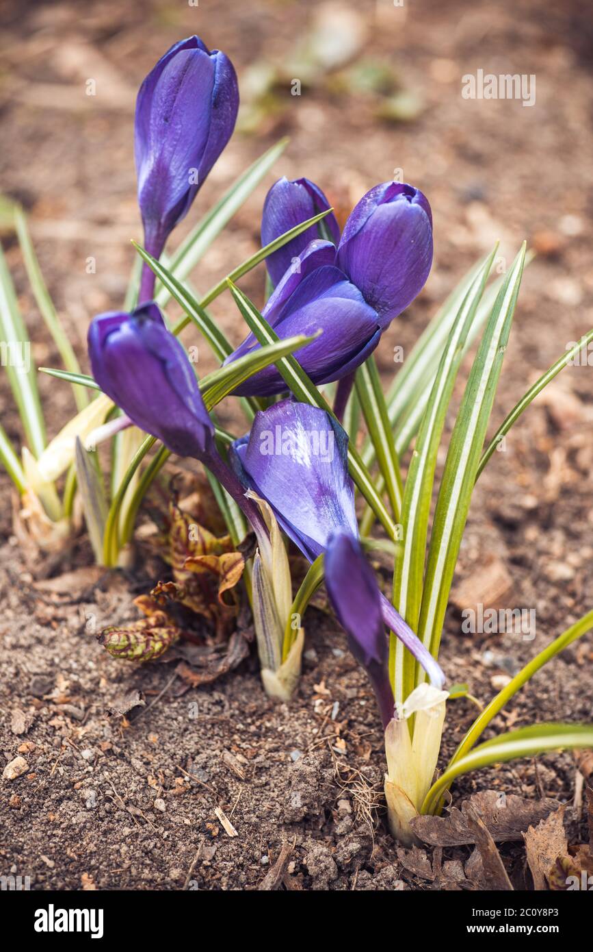 purple crocuses in spring day, side view Stock Photo