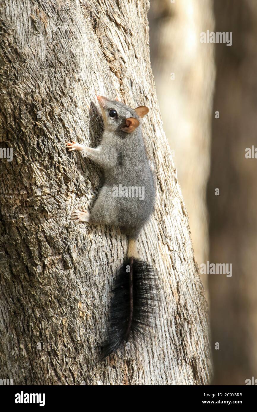 Brush tailed phascogale hires stock photography and images Alamy