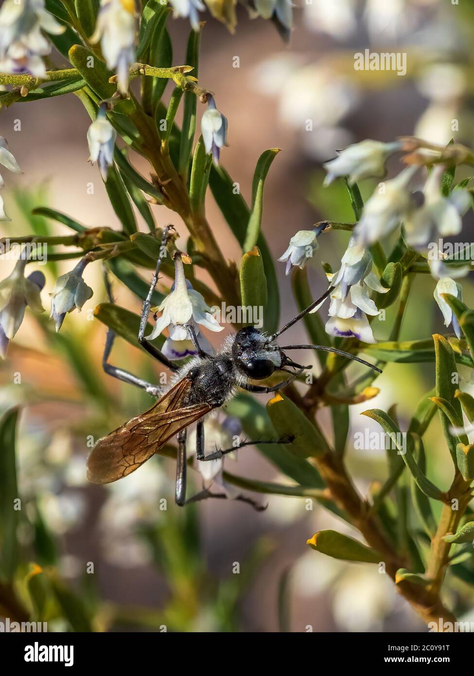 Wasp (of the Podalonia species) feeding on the flowers of a Shrub Violet bush. Stock Photo