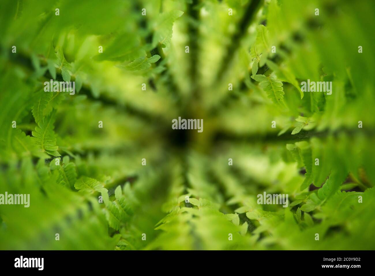 Tropic forest, Green ferns from the top in the jungle, close up, green background, texture, exotic tropical plant, seasonal plan Stock Photo