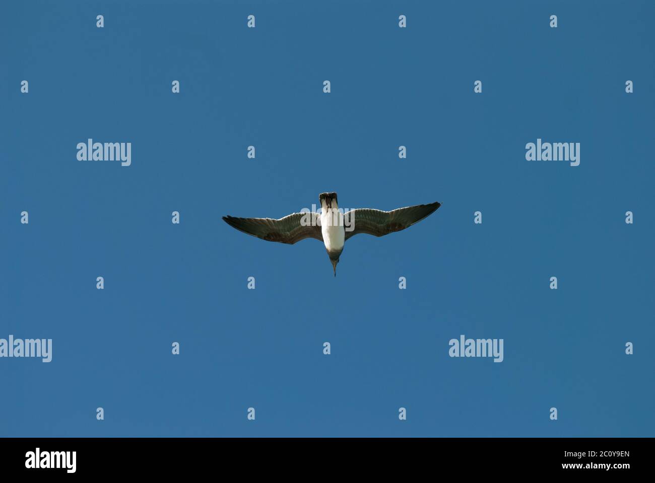 Blue bird flying free freedom hi-res stock photography and images - Alamy