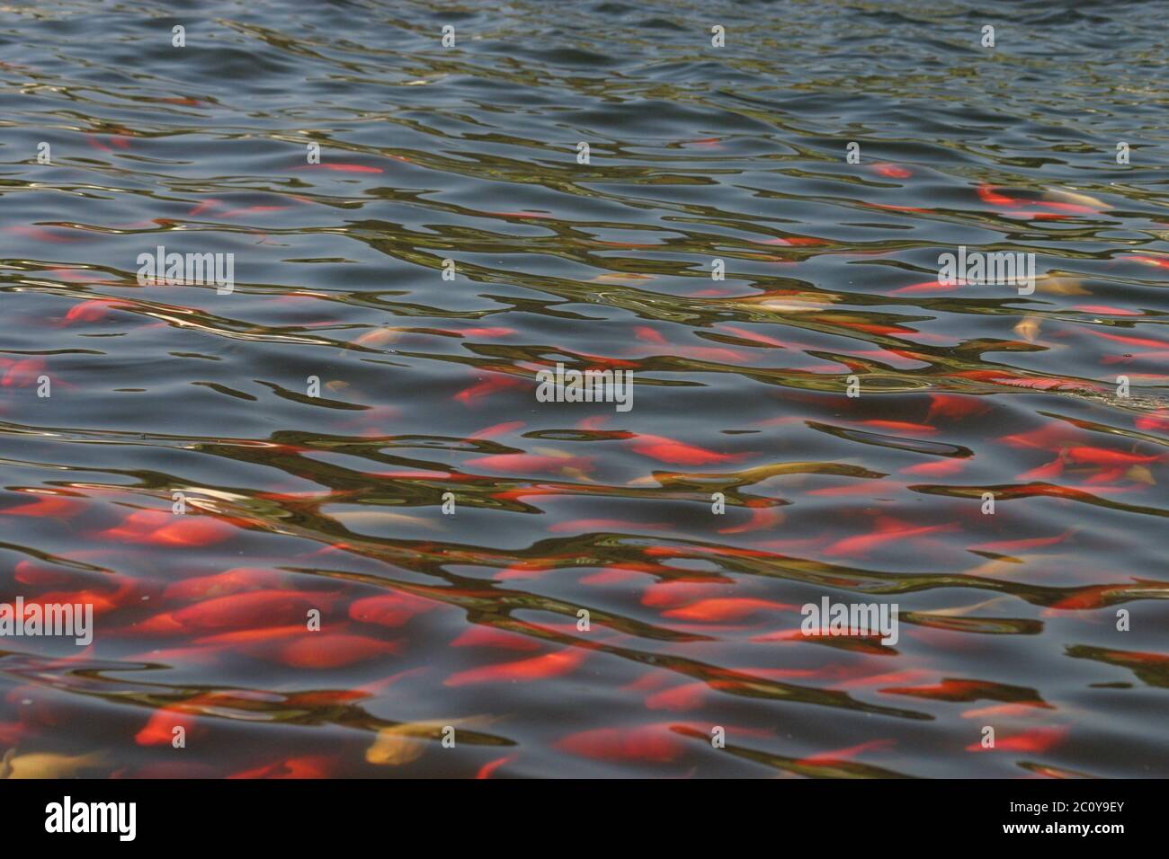 Goldfish pond hi-res stock photography and images - Alamy