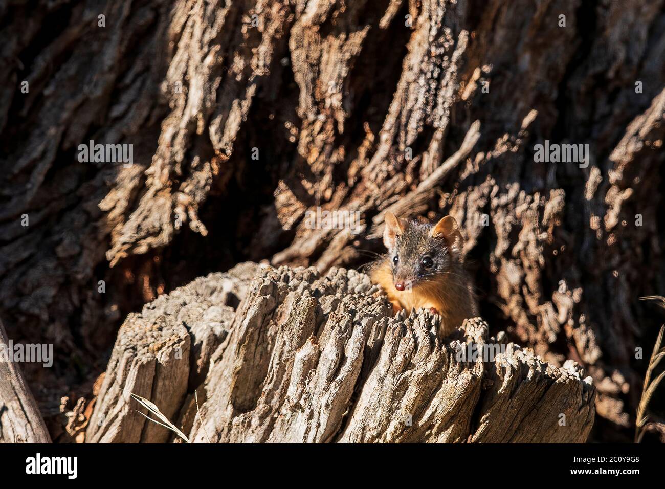 Yellow-footed Antechinus (Antechinus flavipes) is a shrew-like marsupial. Stock Photo