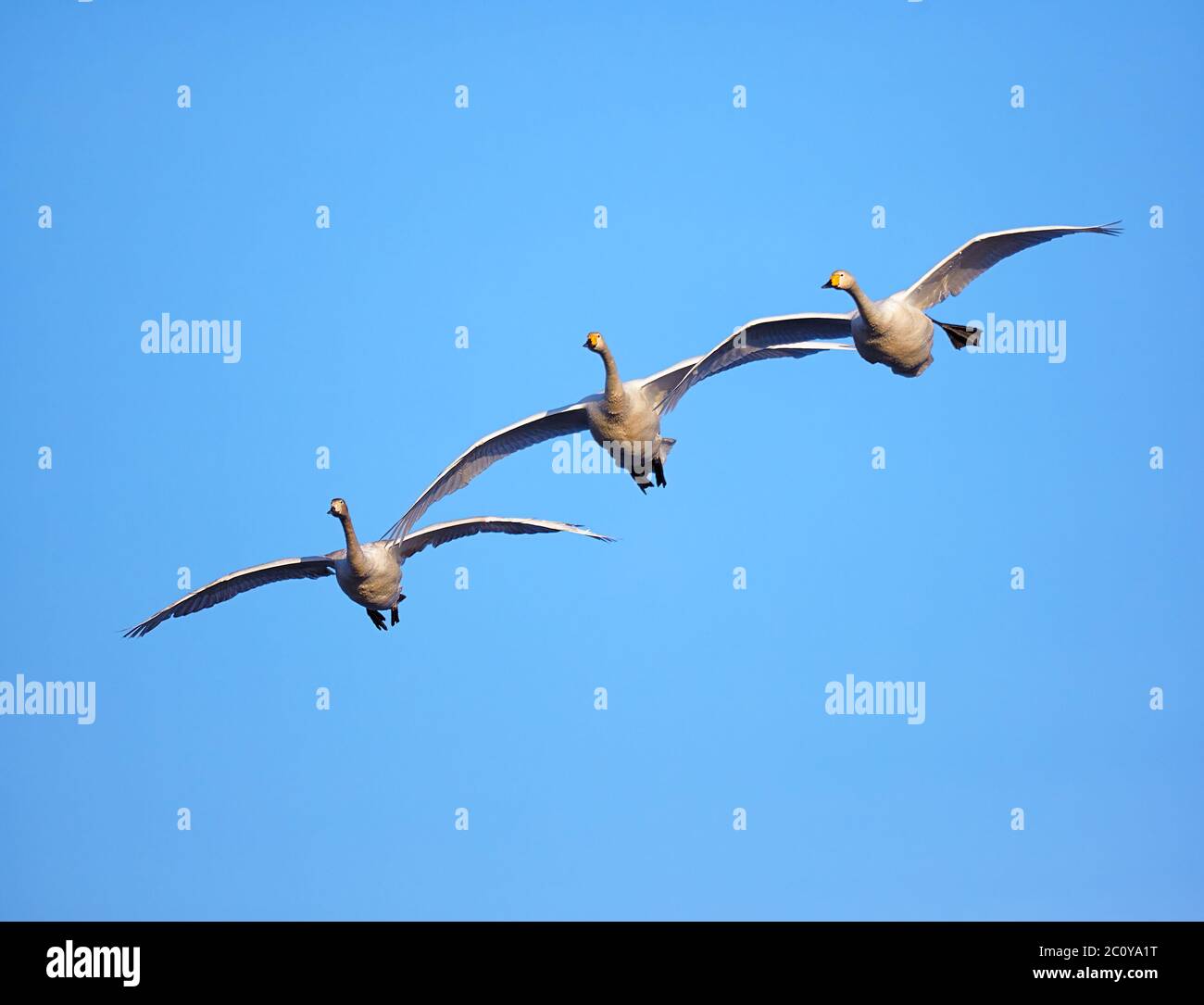 Flock of swans on blue sky background Stock Photo