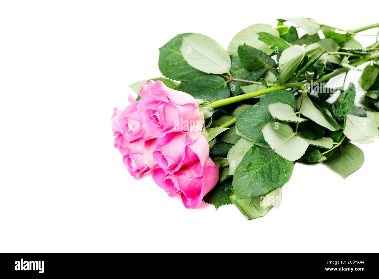Pink roses isolated on white Stock Photo - Alamy
