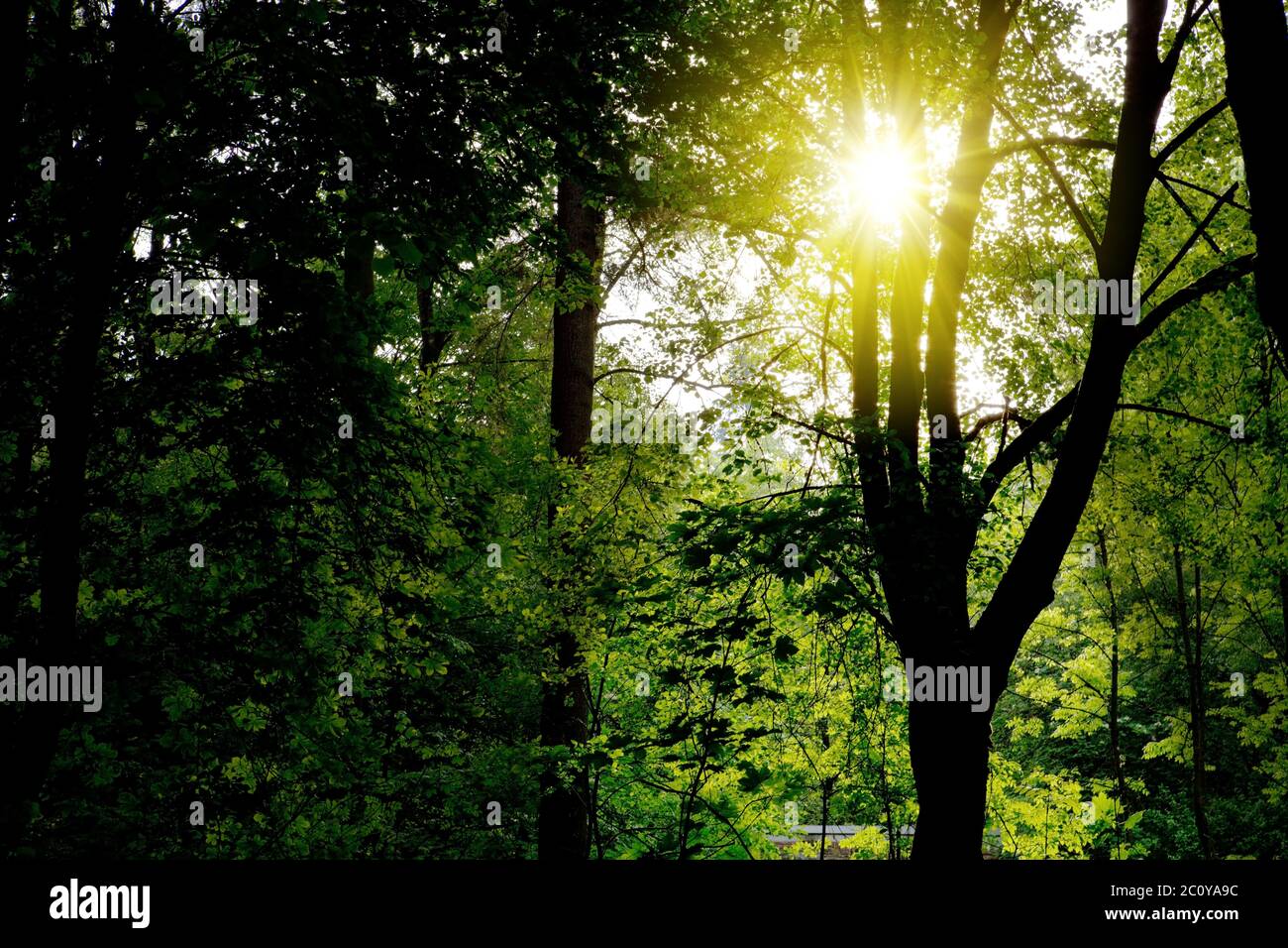 Sunset in German summer forest. Stock Photo