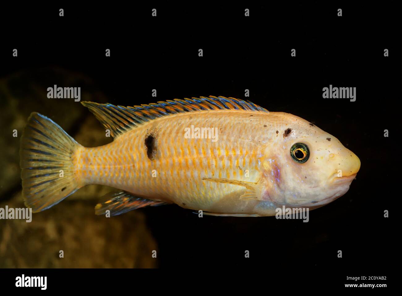 Cichlid fish in a aquarium Stock Photo