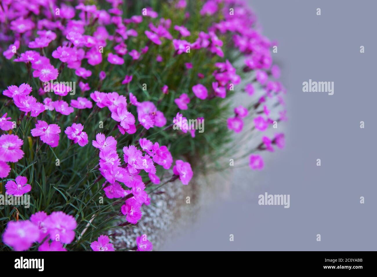 Dianthus flowers background Stock Photo - Alamy