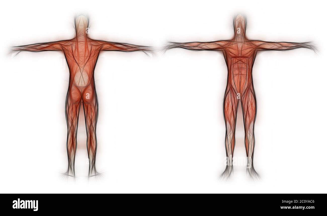 Human Anatomy - Male Muscles Stock Photo