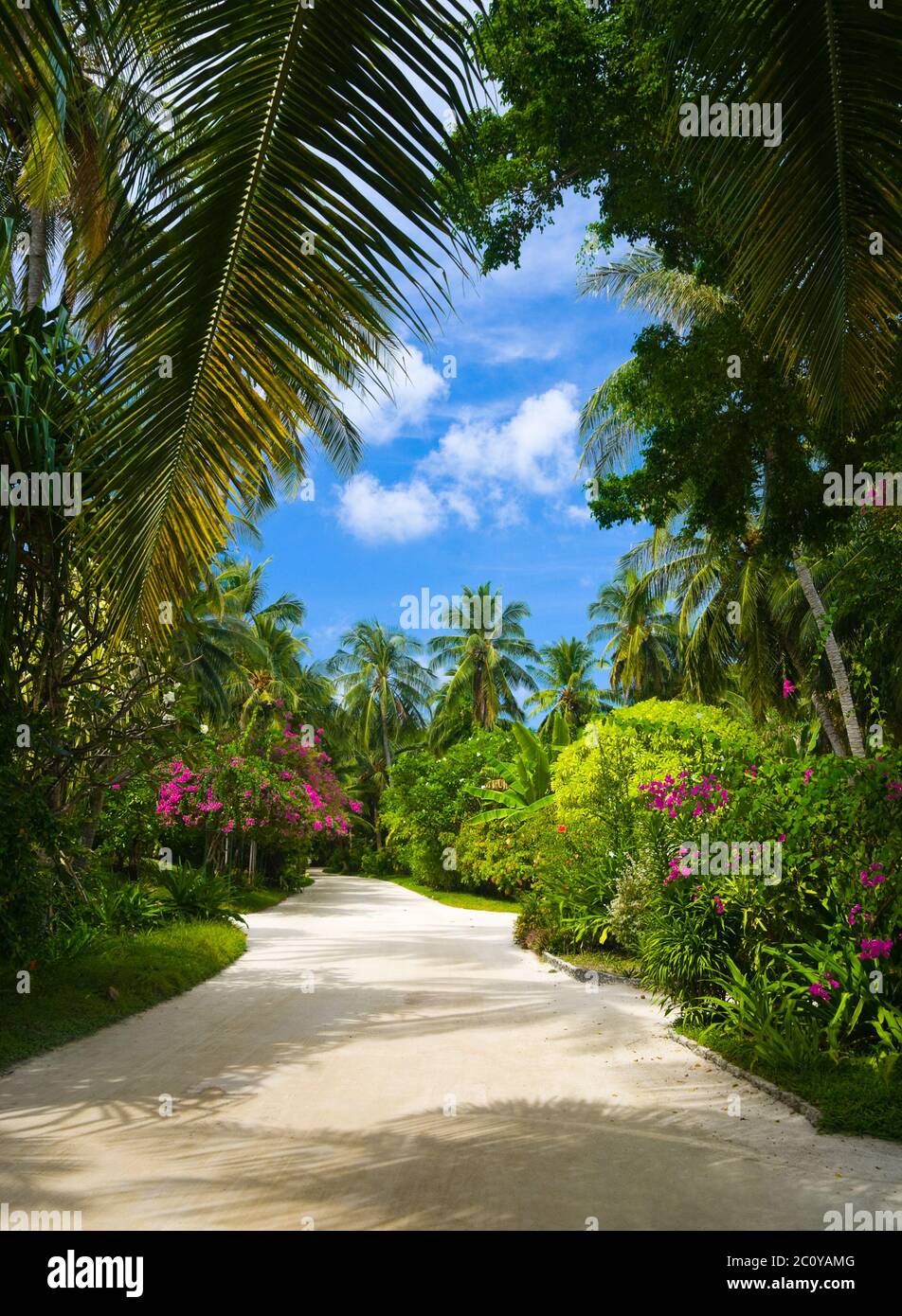 Pathway in tropical park Stock Photo Alamy