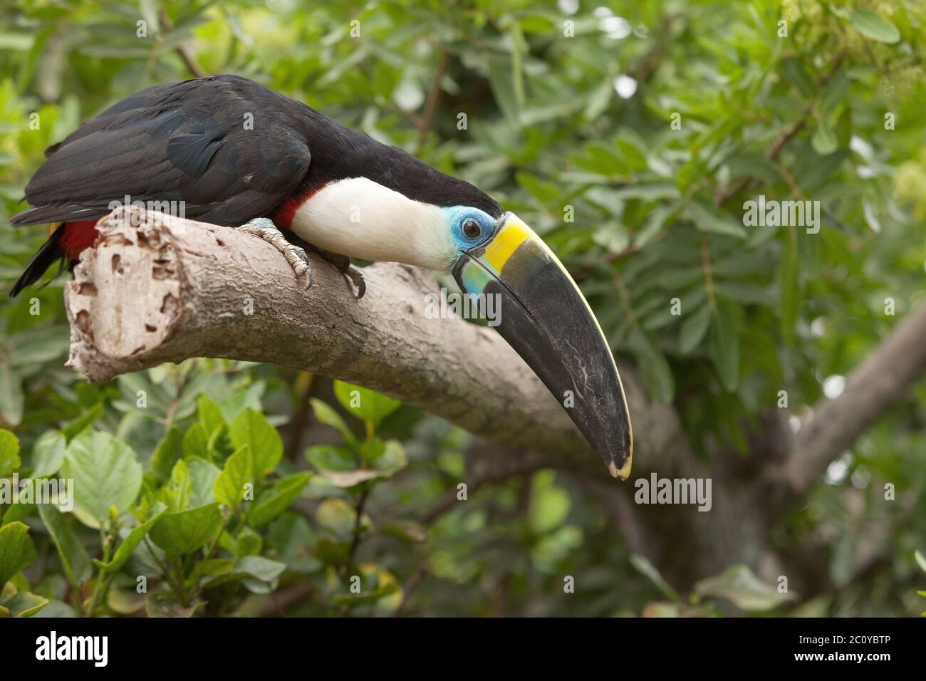 Toucan sitting on tree branch in tropical forest or jungle. Stock Photo