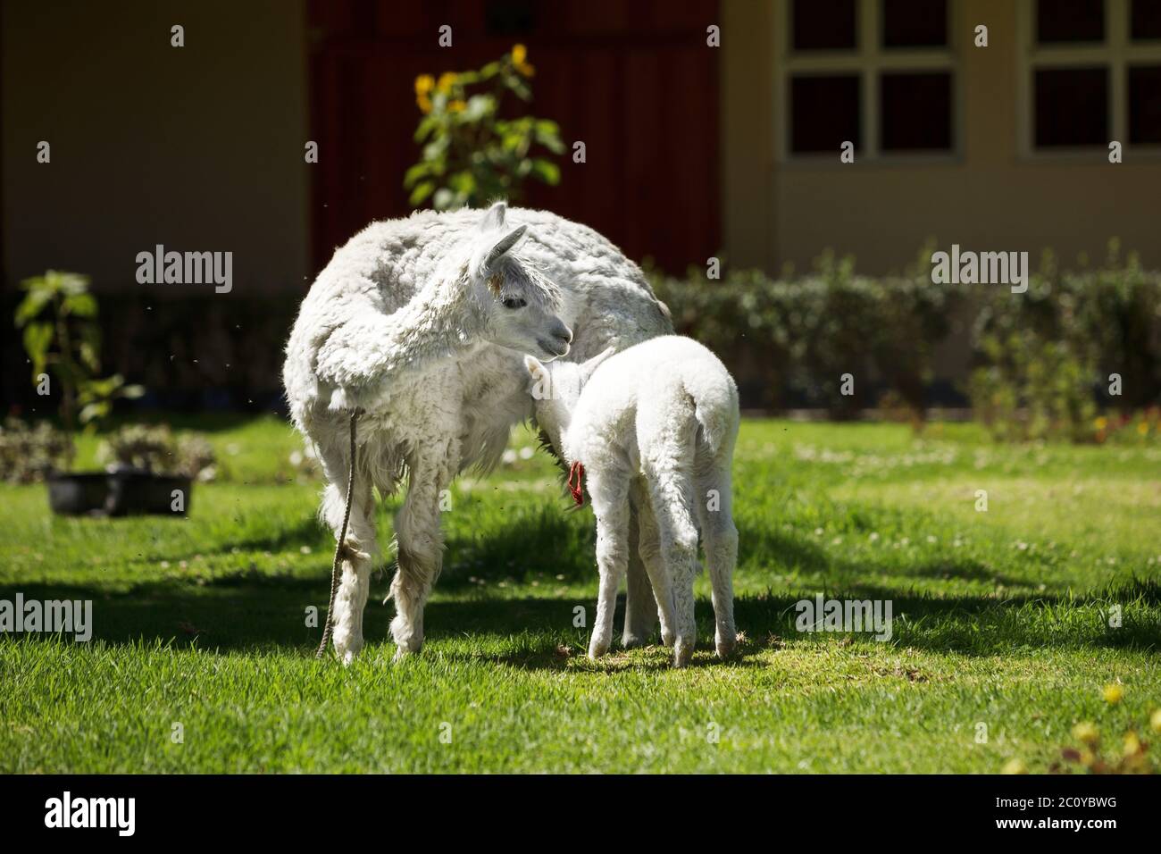 Llama feeding her white puppy with milk Stock Photo