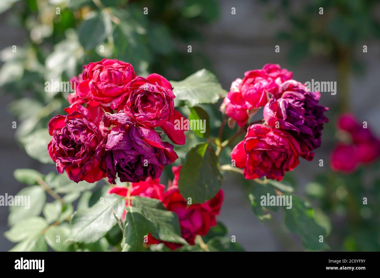 Withered flowers of tea rose or scented rose in the sun. Crimson
