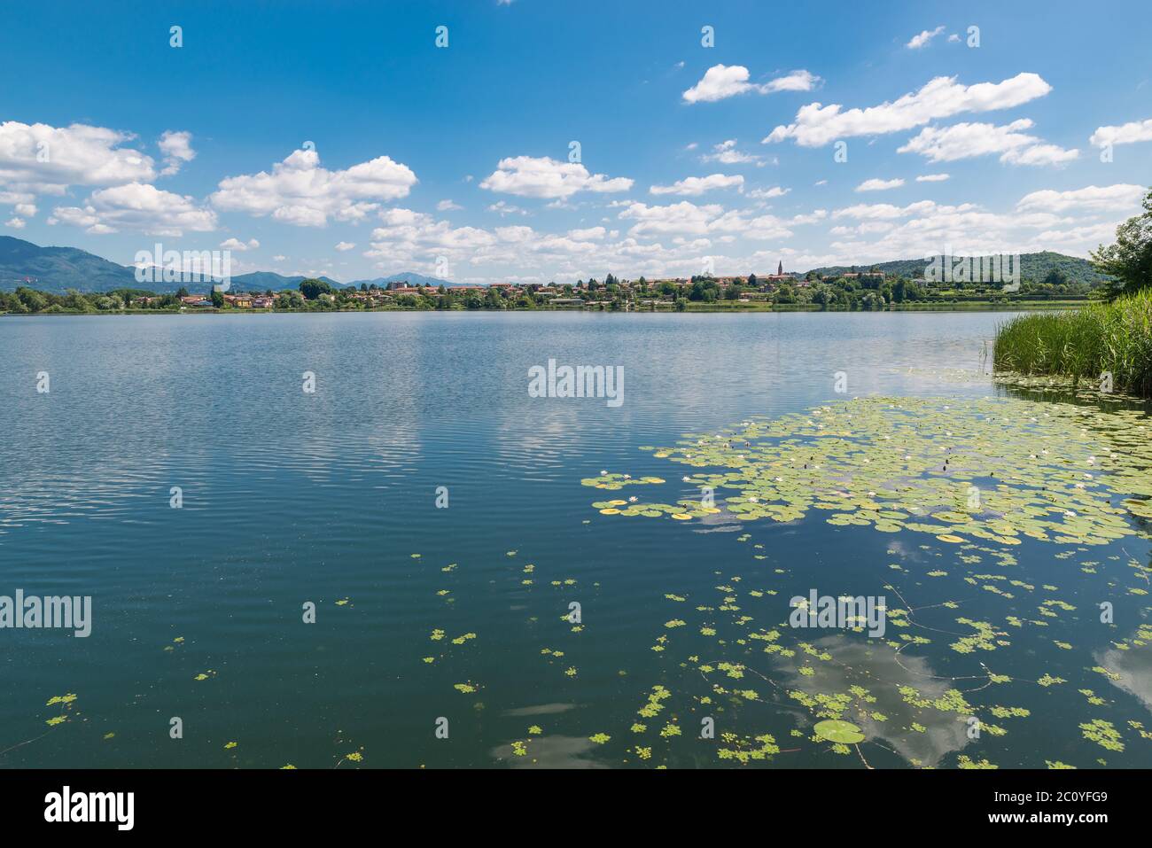 Typical vegetation of a European lake with water lily plants . Lake Comabbio, Italy Stock Photo